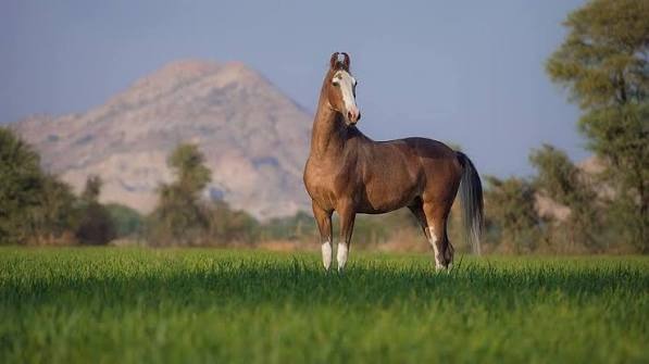 Horse standing in a green field with hills in the background