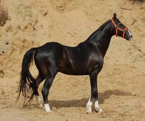Black horse at Saptsurya Stud Farm